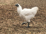 White Bantam Silkie