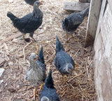 Silver Laced Sussex (Pullets)