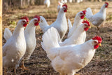 White Leghorn (Pullets-Day Old Chicks)