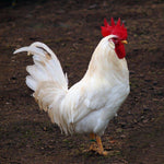 White Leghorn (Cockerels-Day Old Chicks)