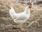 White Leghorn (Pullets-Day Old Chicks)