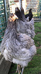 Blue Sapphire Plymouth Rock (Pullets-Day Old Chicks)