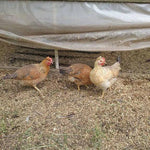 ColorPack Blue (Pullets)