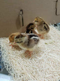 ColorPack Vario (Cockerels-Day Old Chicks)