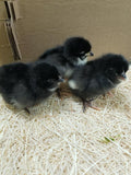 Dominant Copper (Pullets-Day Old Chicks)
