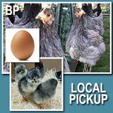 Blue Sapphire Plymouth Rock (Pullets)