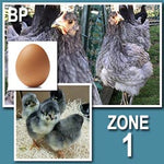 Blue Sapphire Plymouth Rock (Pullets)