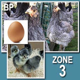 Blue Sapphire Plymouth Rock (Pullets-Day Old Chicks)