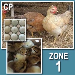 ColorPack Vario (Pullets-Day Old Chicks)