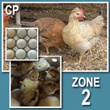 ColorPack Blue (Pullets)