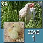 Cornish Cross (Straight Run-Day Old Chicks)