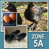 Dominant Copper (Pullets)
