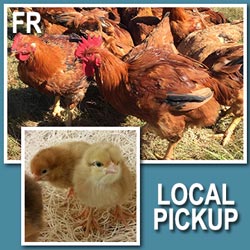 Freedom Ranger (Pullets)