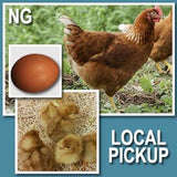 NOVOgen Brown (Pullets-Day Old Chicks)