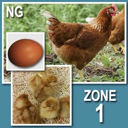 NOVOgen Brown (Pullets-Day Old Chicks)