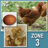 NOVOgen Brown (Pullets-Day Old Chicks)