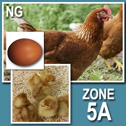 NOVOgen Brown (Pullets-Day Old Chicks)