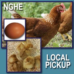 NOVOgen Fertile Hatching Eggs
