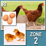 Rhode Island Red (Pullets-Day Old Chicks)