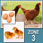 Rhode Island Red (Pullets)