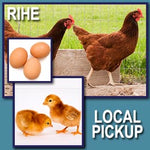 Rhode Island Red Fertile Hatching Eggs