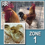 Jackie Red Ranger (Straight Run-Day Old Chicks)