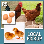 Rhode Island Red (Straight Run)