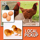 Rhode Island Red (Straight Run)