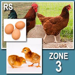 Rhode Island Red (Straight Run)