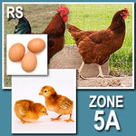 Rhode Island Red (Straight Run)