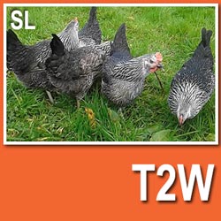 Silver Laced Sussex (Pullets)