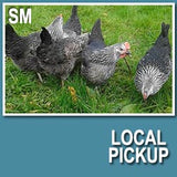 Silver Laced Sussex (Cockerels)