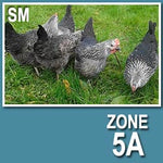 Silver Laced Sussex (Cockerels)