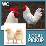 White Leghorn (Cockerels-Day Old Chicks)