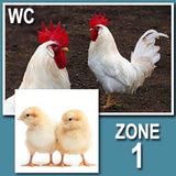 White Leghorn (Cockerels-Day Old Chicks)