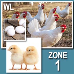 White Leghorn (Pullets-Day Old Chicks)