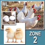 White Leghorn (Pullets-Day Old Chicks)