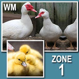 White Muscovy