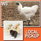 White Bantam Silkie