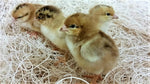 Jackie Red Ranger (Straight Run-Day Old Chicks)