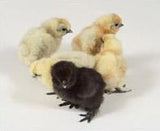 White Bantam Silkie