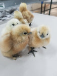 White Bantam Silkie